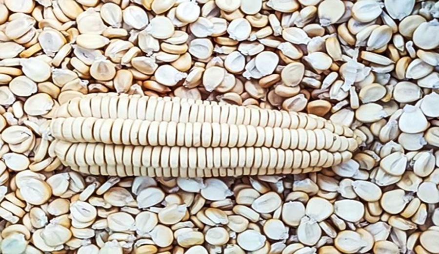 Midagri Perú cuenta con nueva variedad de maíz amiláceo que elevará la economía del productor