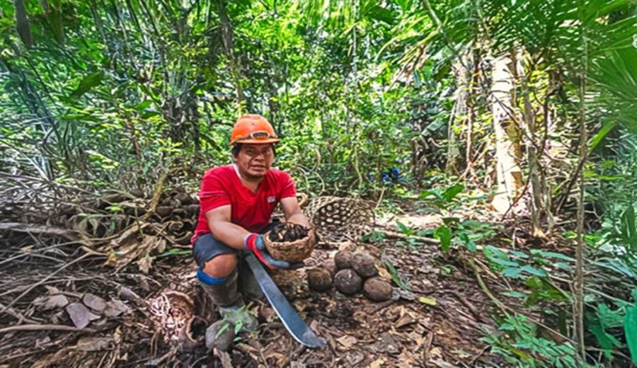 Minam y comunidad amazónica conservan más de 8 mil hectáreas de bosques con producción de castaña