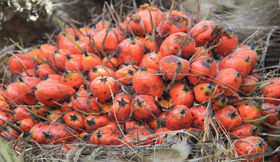 Palma aceitera ingresa al top 5 de cultivos priorizados para 2026