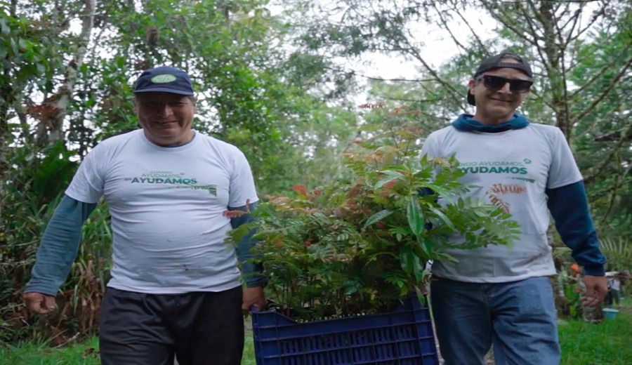 Pasco: reforestan 1,000 árboles nativos para recuperar ecosistemas degradados en Oxapampa