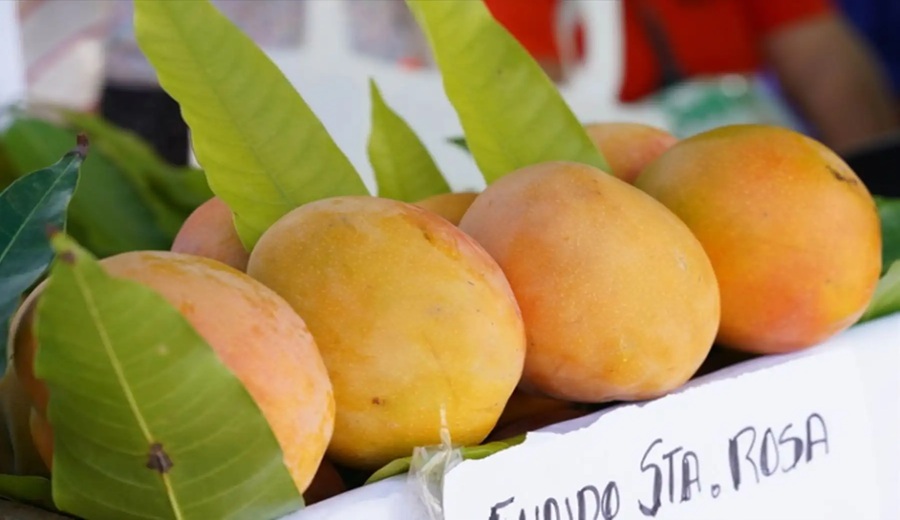 Perú aprueba norma técnica para impulsar calidad y exportación del mango fresco