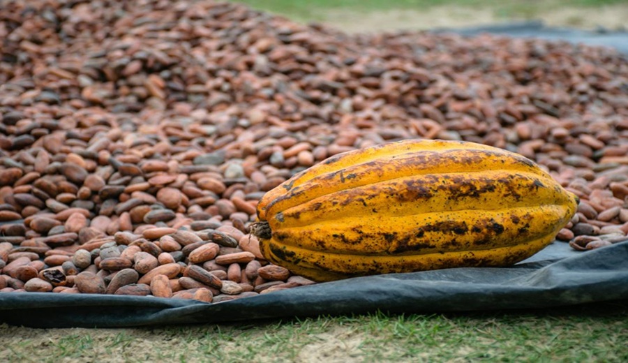 Perú en la élite del cacao fino lote de la familia Laura brilla en subasta en Ámsterdam