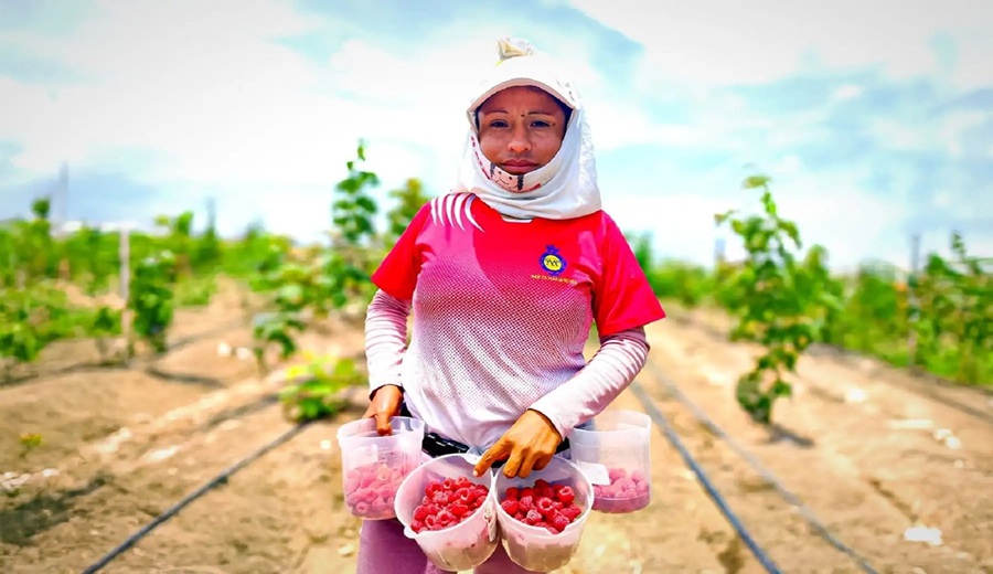 Perú proyecta escenario comercial favorable para el cultivo de frambuesa