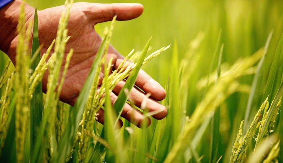 Récord en el agro: Producción de arroz alcanza las 3.7 millones de toneladas y consolida la seguridad alimentaria del Perú