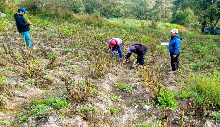 Seguro Agrícola prevé cobertura de 8,000 hectáreas en Ica afectadas por eventos climáticos