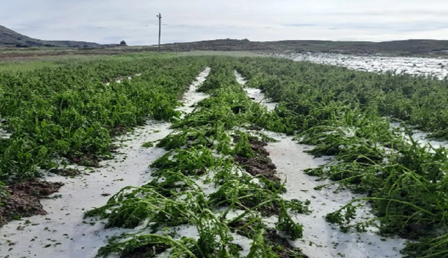 Senamhi: lluvias aumentan riesgo fitosanitario en cultivos de regiones andina y amazónica