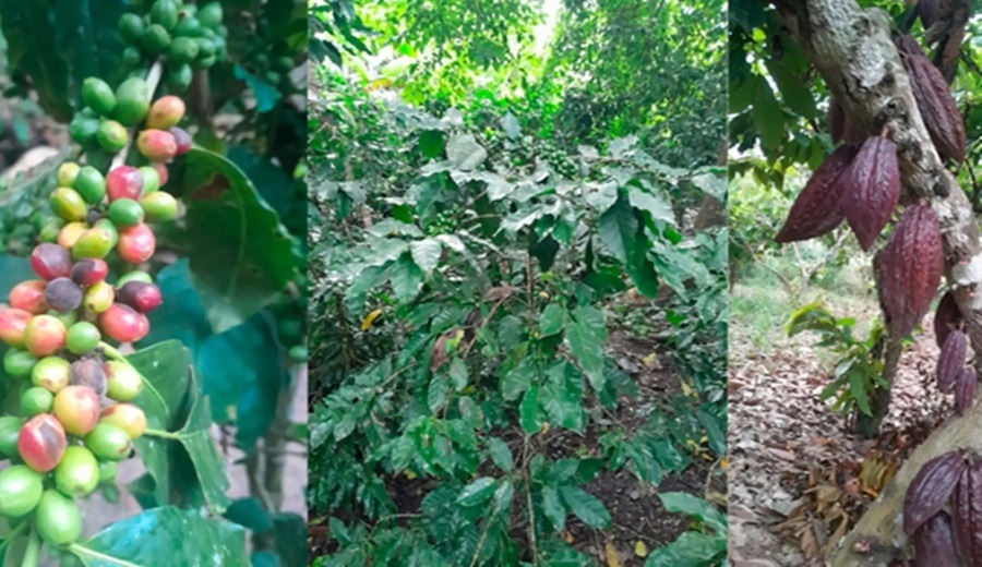 Senamhi reporta avance de cultivos estratégicos y aconseja vigilancia en Sierra y Selva