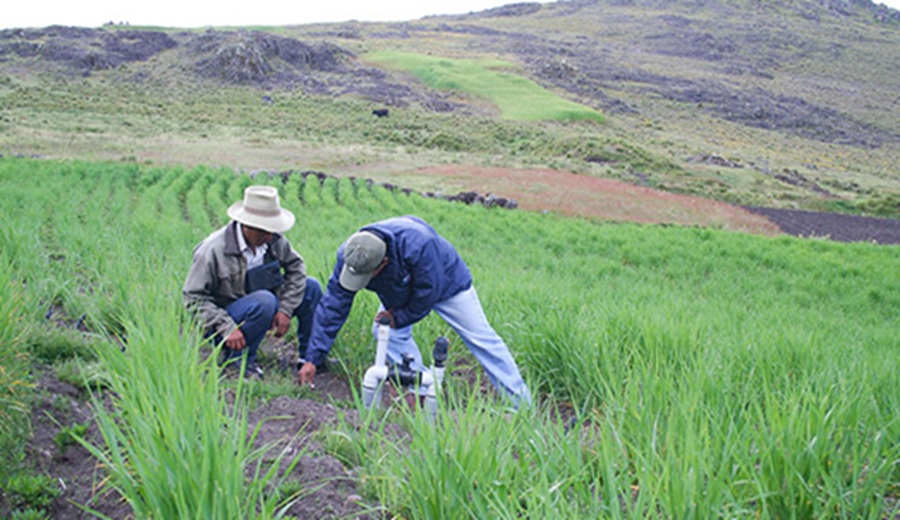 AGRO RURAL brinda recomendaciones para fortalecer el manejo de pastos y forrajes
