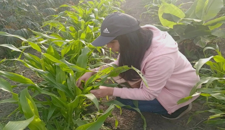 Adex alerta sobre venta ilegal de clorpirifós y sus efectos en el agro y la salud