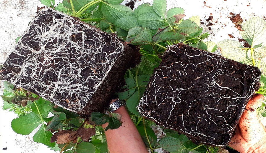 Agricultura orgánica cómo el trichoderma ayuda a proteger cultivos y reducir pesticidas