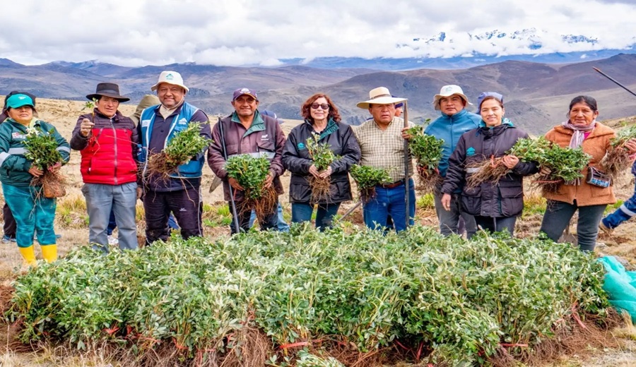 Áncash: siembran quenuales para recuperar las cabeceras de cuenca en el Valle de Fortaleza