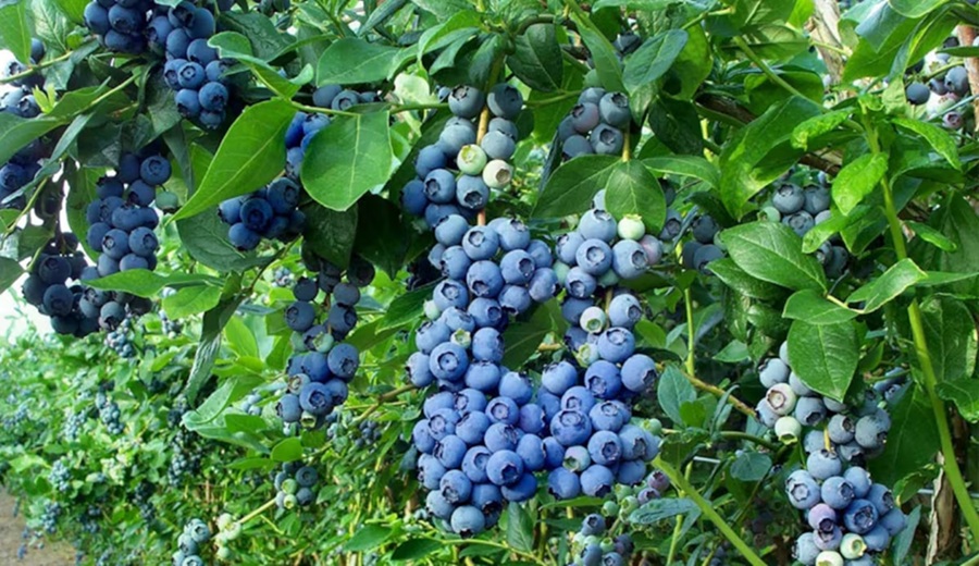 Cerro Prieto renovará hasta 700 hectáreas de arándanos con nuevas variedades genéticas