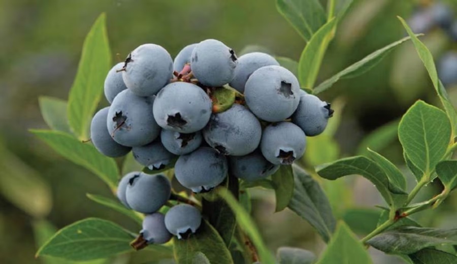 De Europa a Asia Frutical y la ruta exportadora con más productores de palta y arándano