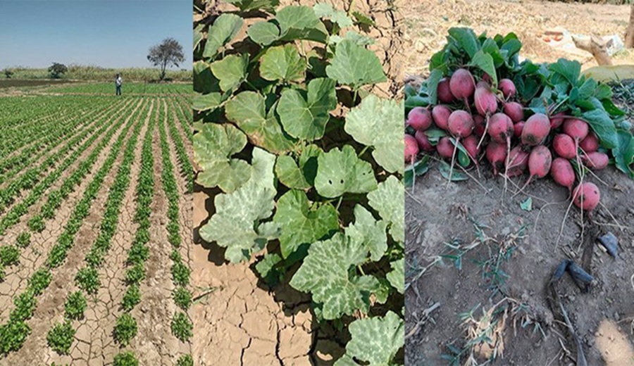 Hortalizas registran un crecimiento progresivo en la Campaña Agrícola 2025–2026