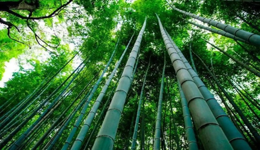 Investigadores estudiarán el potencial económico y ambiental del bambú en región Ucayali