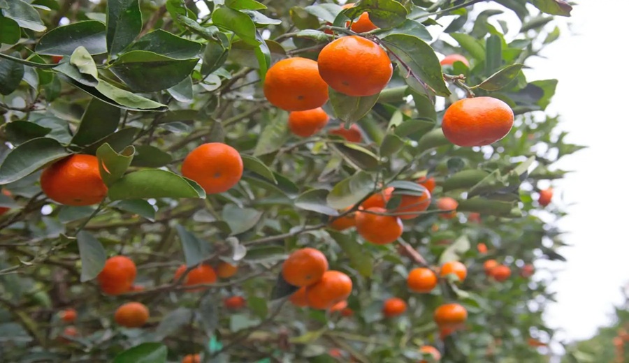 Lima será sede del XII Seminario Internacional de Cítricos 2026