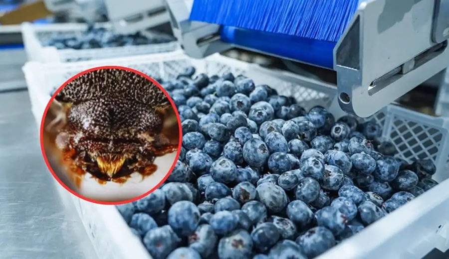 Nueva normativa sobre fibra de coco en Perú: implicaciones para el sector arandanero y agroexportación