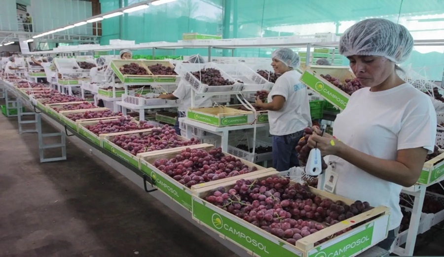 Oferta agroexportable nacional frutas peruanas a la conquista del mercado de Costa Rica