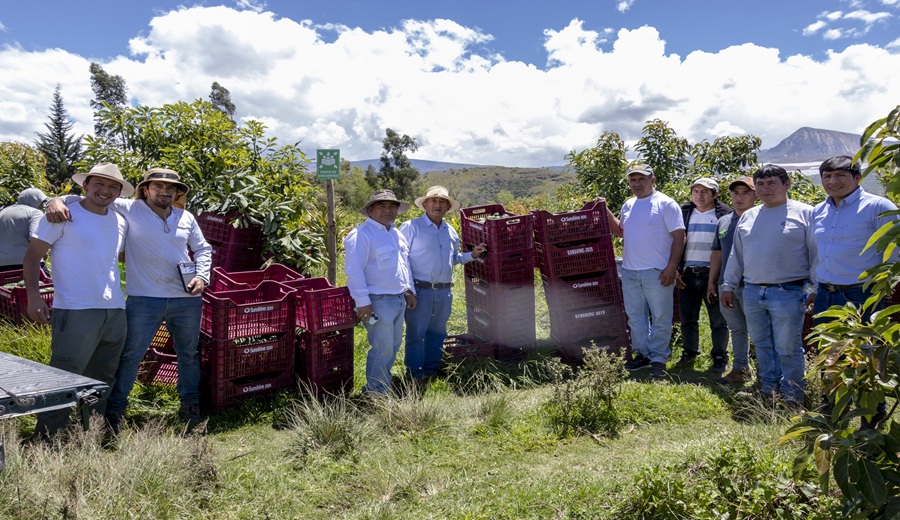 Pan American Silver Shahuindo impulsa primera cosecha de palta Hass certificada para exportación en el Valle de Condebamba, Cajamarca