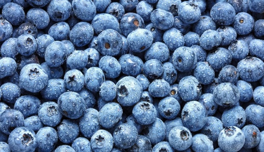 Penta invertirá US$60 millones en 400 hectáreas de arándanos en Trujillo