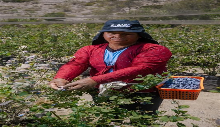 Perú 2026 El despertar de la mujer agricultora como el nuevo motor de rentabilidad del campo
