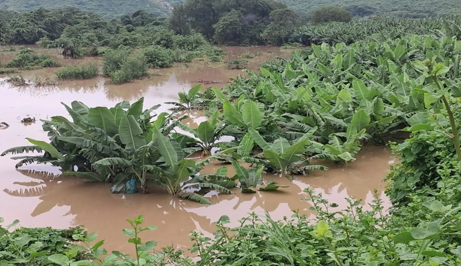 Piura caudal de río Piura supera los 439 mtrs en Chulucanas e inunda cultivos en Morropón
