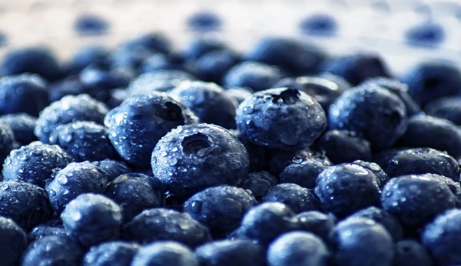 Piura consolida el crecimiento del cultivo de arándano con 10,213 toneladas de producción