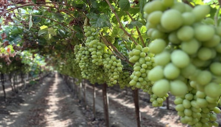 Premium Choice Global cuadruplica exportación de uva peruana y entra a Europa