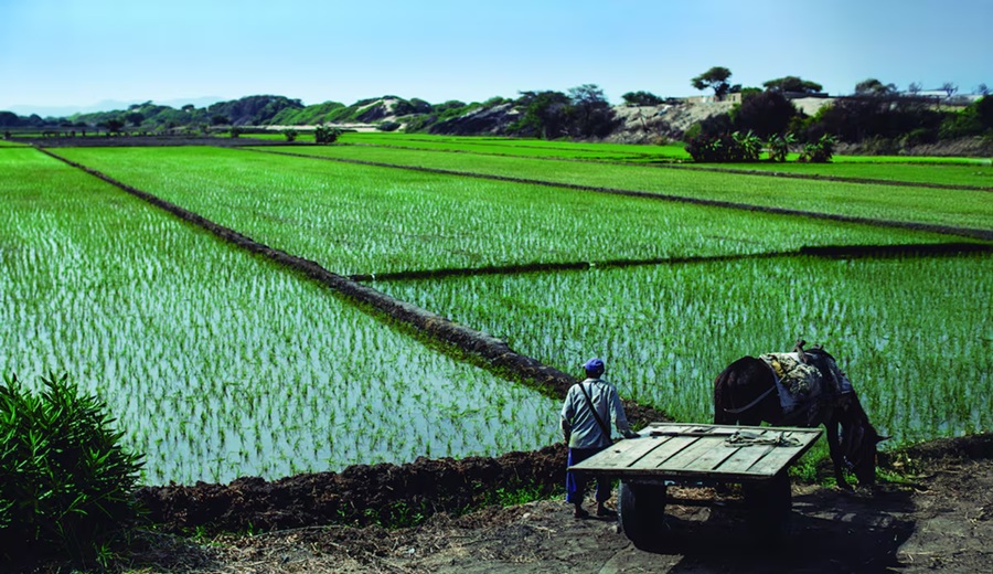 Productores arroceros advierten huelga nacional: los motivos