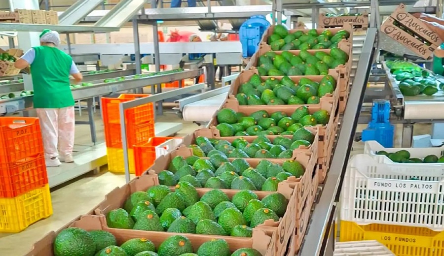 Productores de Áncash ingresan al mercado formal con venta de palta por USD238 mil