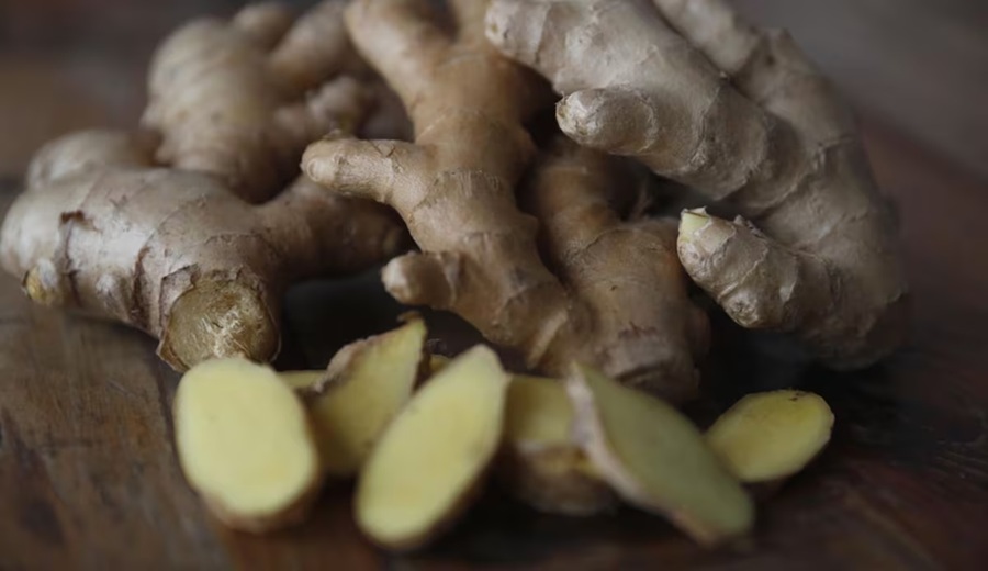 Productores de jengibre apuestan por cultivos in vitro y bancos de germoplasma en Perú