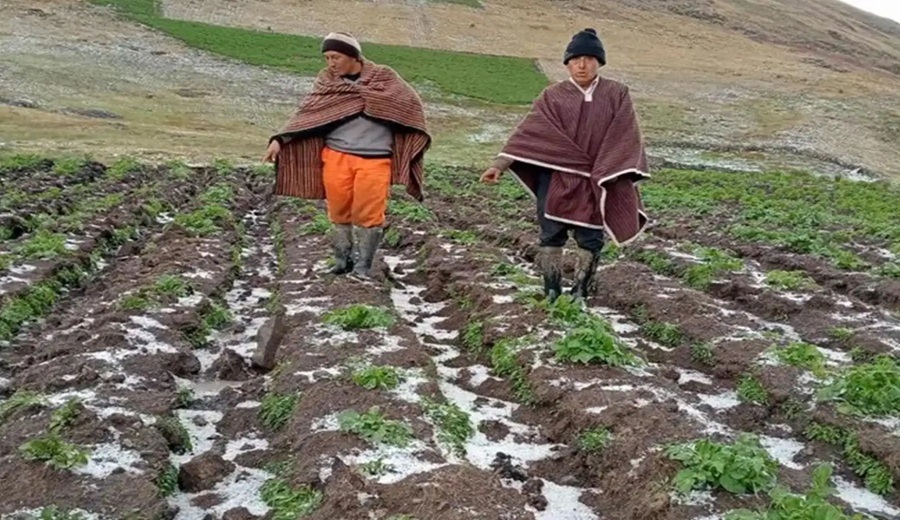 Puno Gobierno recuerda que está activo el Seguro Agrícola para los afectados por lluvias