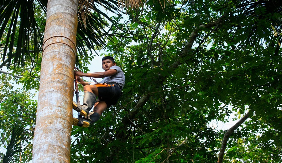 Serfor lanza curso virtual Manejo forestal comunitario gobernanza y sostenibilidad