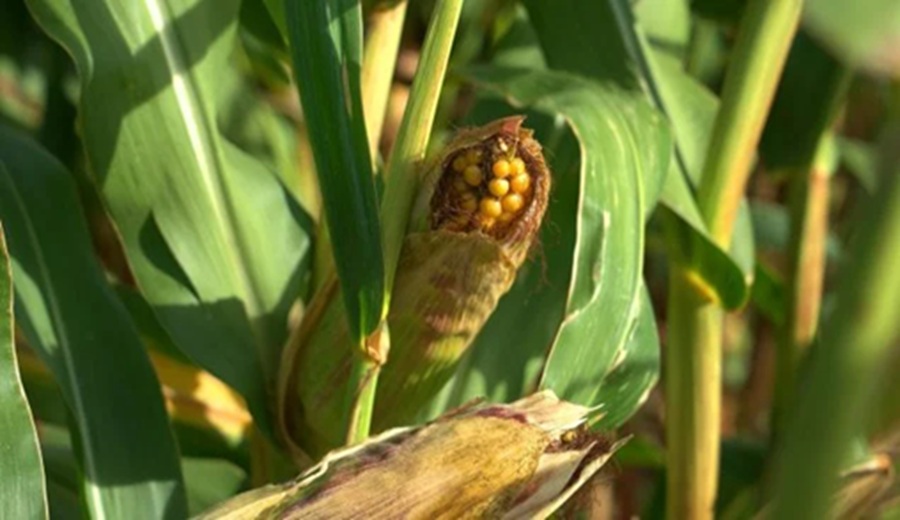 Argentina lanza un maíz híbrido diseñado para resistir una de las peores plagas de insectos para este cultivo