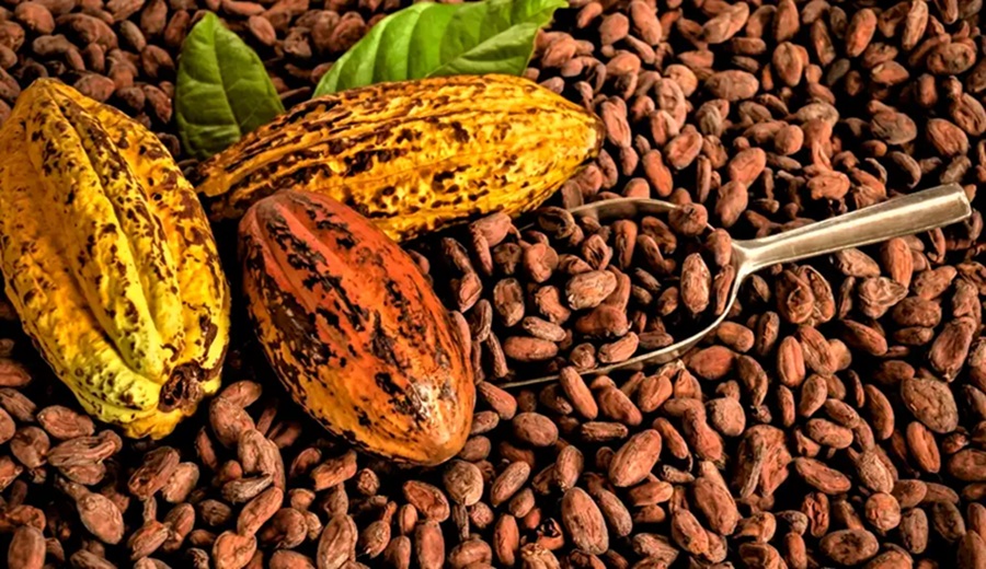 Cacao peruano cayó 45% en inicio de 2026 a raíz de problemas en cosechas y precios, según ADEX