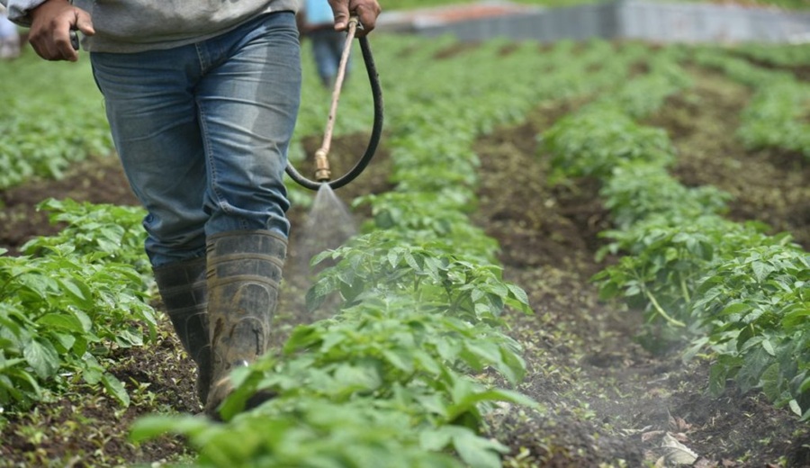 Cancelación de plaguicidas pondría en riesgo trabajo de casi 5 millones de agricultores en el país