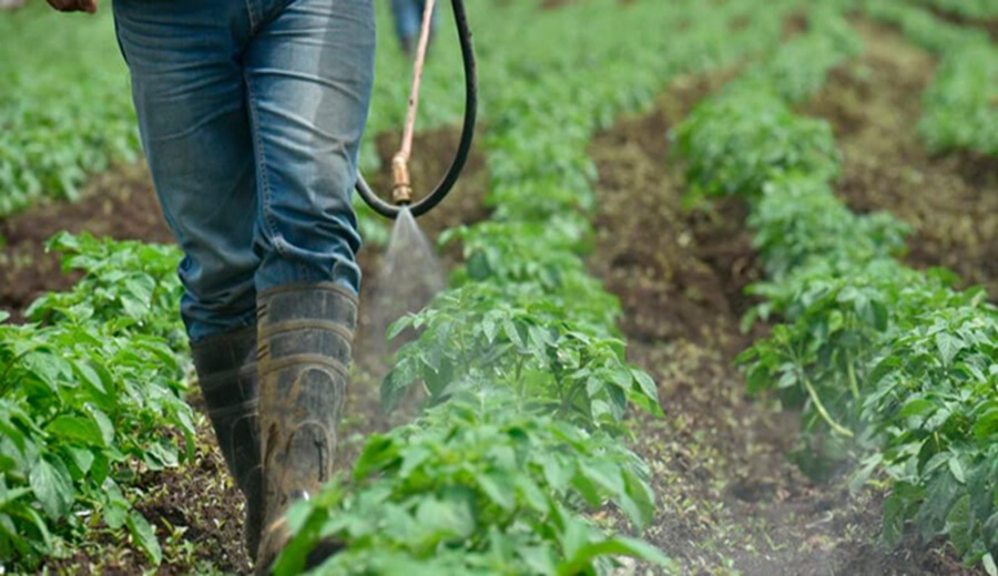 Cancelación de plaguicidas pondría en riesgo trabajo de casi 5 millones de agricultores en el país