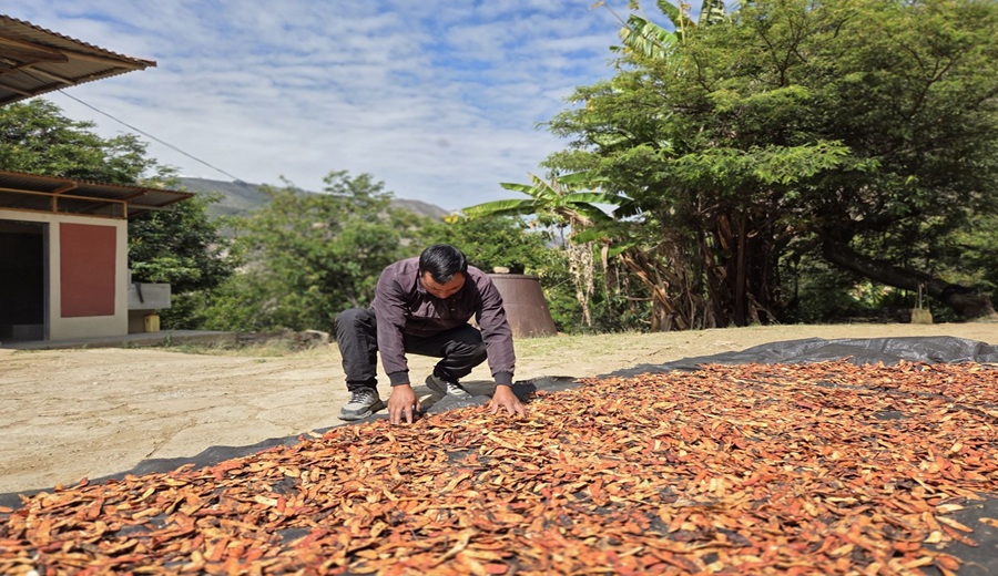 Cómo la tara se ha convertido en una oportunidad de desarrollo para productores rurales