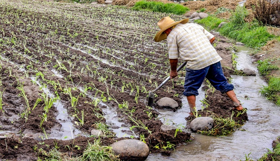 Este 2026 hay menos agua para la agricultura en Arequipa