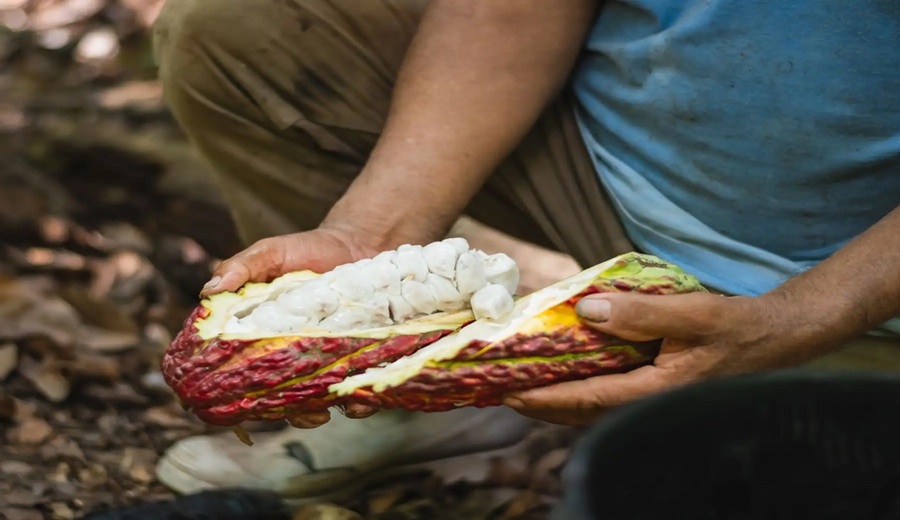 ExpoAmazónica Cusco 2026 Programa Bosques presentará derivados de castaña y chocolate