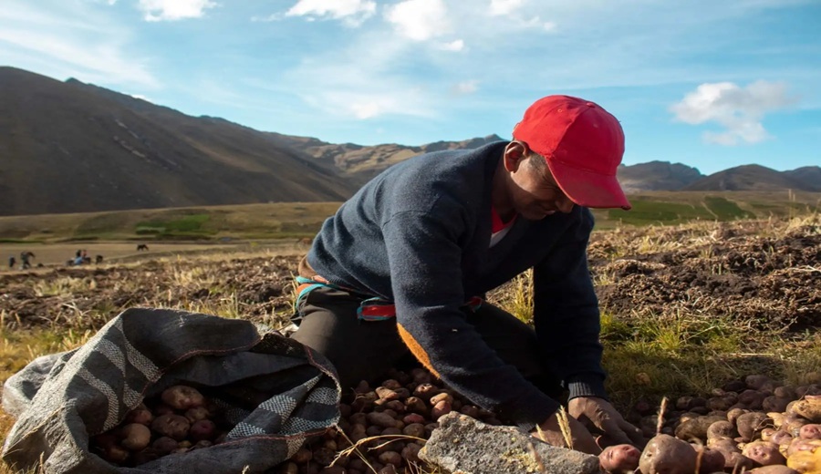Gobierno crea grupo de trabajo para compras estatales de alimentos de agricultura familiar