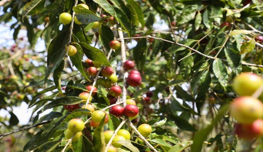 IIAP identifica al camu-camu del Putumayo como reserva genética única en Amazonía peruana