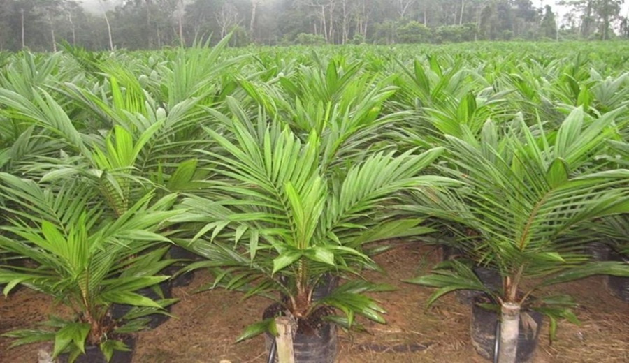 La paradoja de “la palma africana”