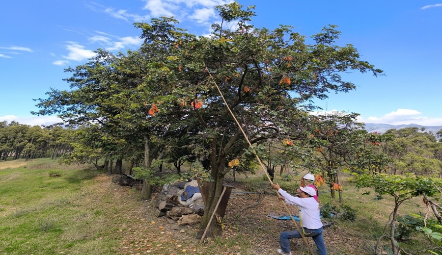 La tara se pone de moda meta en 2026 es producir más de 7000 toneladas en varias regiones