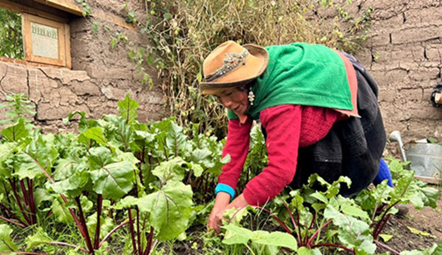 MIDAGRI recomienda acciones para contribuir a la reducción de impactos frente a las bajas temperaturas
