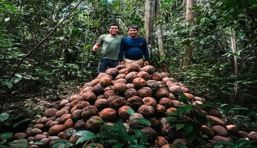 Madre de Dios: comunidad nativa incrementa la producción sostenible de castaña