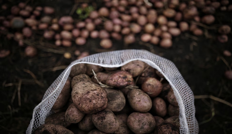 Perú crea un grupo de emergencia por una plaga que podría asolar uno de sus cultivos más preciados