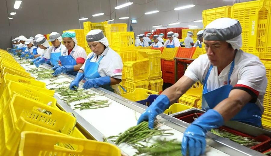 Agroexportaciones sumaron US$ 2,935 millones y crecieron 6.4% en primer trimestre del 2026