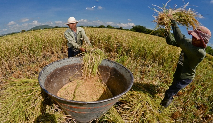 Con una inversión de USD 170 millones, Gobierno fortalece sector arrocero y asegura alimentación de familias vulnerables