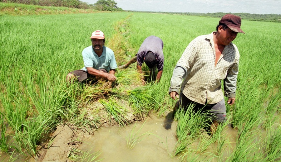 Ejecutivo destinará S/150 millones para apoyar a los productores arroceros del país